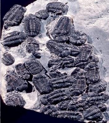 Orge di miliardi di trilobiti nudi trilobiti