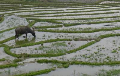 Vietnam del nord - Hanoi, Sapa, Ha Long bay