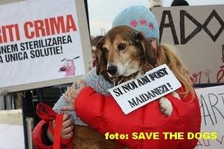La Romania vuole sterminare 2 milioni di cani