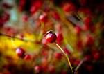 Berries_by_Orb9220