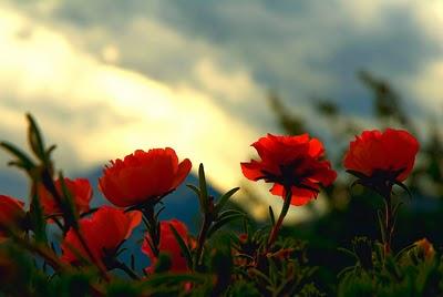 POESIE IN VETRINA : ZICIN POESIE IN VETRINA : ZICIN