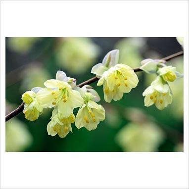 Corylopsis: e la primavera si colora di giallo.