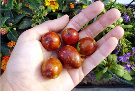 Giuggiole proprietà dolce ed energizzante Giuggiole proprietà dolce ed energizzante