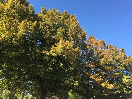 MOSTRE DI FIORI D'AUTUNNO