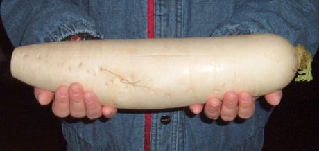 La rapa, il cetriolo e altri ortaggi oblunghi Chinese_turnip