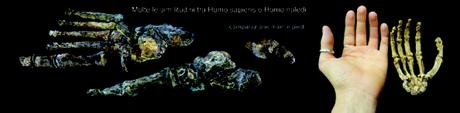 homo_naledi_nuovo_ominide (1)