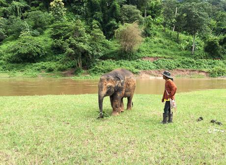 Elephant Nature Park, la giusta scelta per vedere gli elefanti in Thailandia