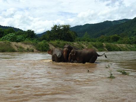 Elephant Nature Park, la giusta scelta per vedere gli elefanti in Thailandia