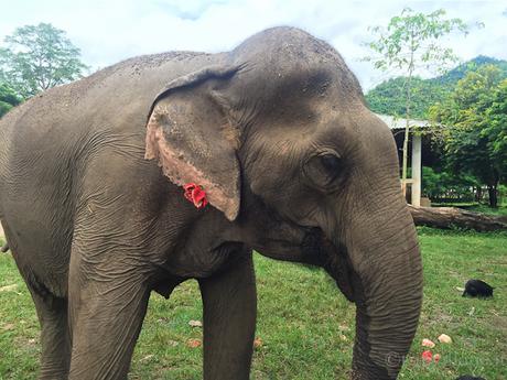 Elephant Nature Park, la giusta scelta per vedere gli elefanti in Thailandia
