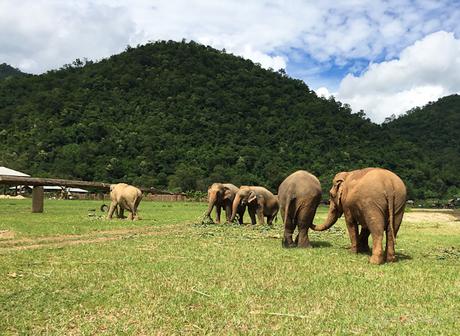 Elephant Nature Park, la giusta scelta per vedere gli elefanti in Thailandia