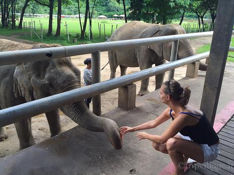 Elephant Nature Park, la giusta scelta per vedere gli elefanti in Thailandia