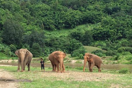 Elephant Nature Park, la giusta scelta per vedere gli elefanti in Thailandia