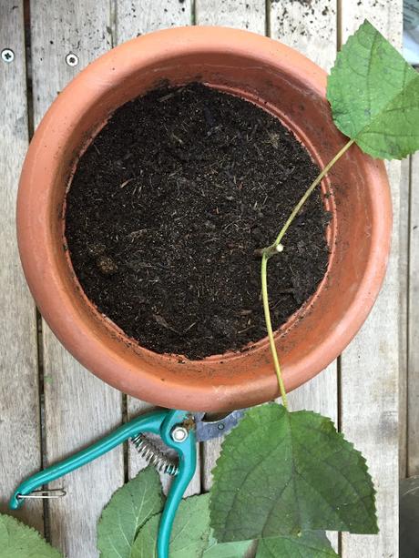 PREPARARE UNA TALEA DI ORTENSIA