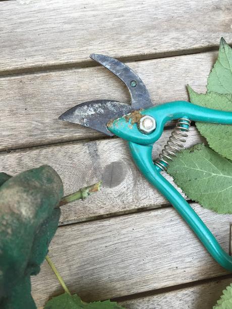 PREPARARE UNA TALEA DI ORTENSIA