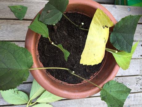 PREPARARE UNA TALEA DI ORTENSIA