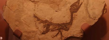 Ciro, il piccolo dinosauro torna a Benevento Ciro, il piccolo dinosauro torna a Benevento