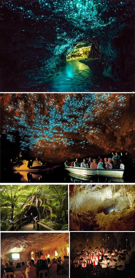 Glowworm Caves (la grotta delle Lucciole) dette anche Waitomo Caves - Nuova Zelanda