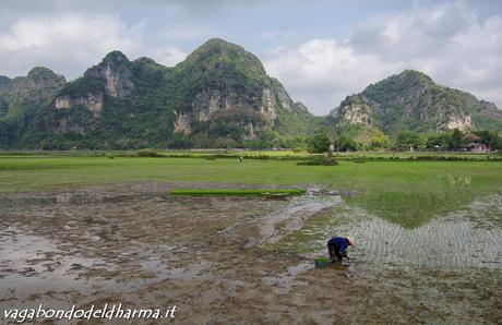 tam coc