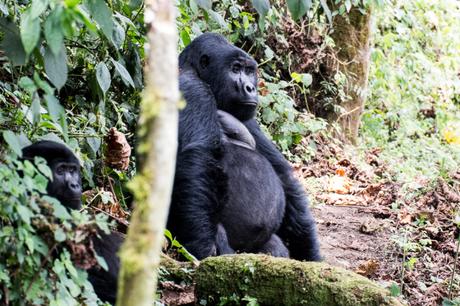 Uganda: il gorilla trekking nel Bwindi Forest National Park