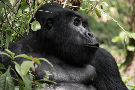 Uganda: il gorilla trekking nel Bwindi Forest National Park