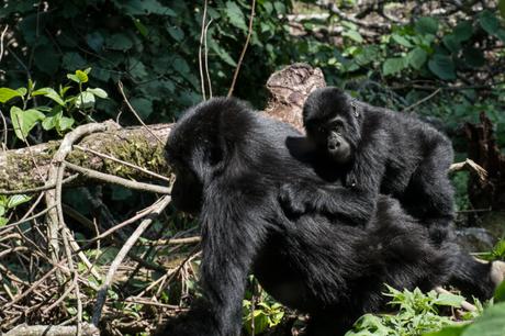 Uganda: il gorilla trekking nel Bwindi Forest National Park