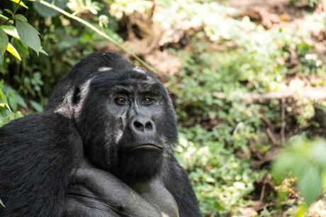 Uganda: il gorilla trekking nel Bwindi Forest National Park