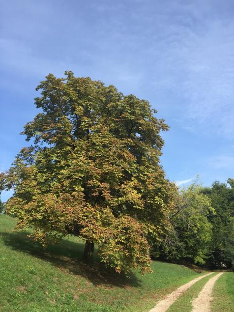 Autumn Color / Colori d’autunno