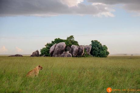 Safari nel Parco Nazionale Serengeti – Viaggio in Tanzania