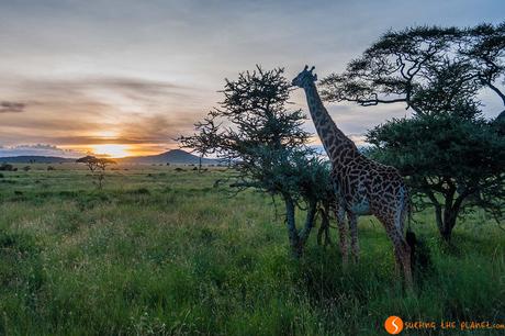 Safari nel Parco Nazionale Serengeti – Viaggio in Tanzania