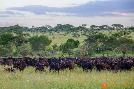 Safari nel Parco Nazionale Serengeti – Viaggio in Tanzania