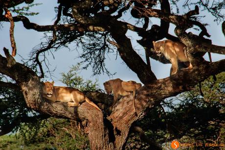 Safari nel Parco Nazionale Serengeti – Viaggio in Tanzania