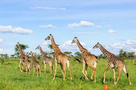 Safari nel Parco Nazionale Serengeti – Viaggio in Tanzania