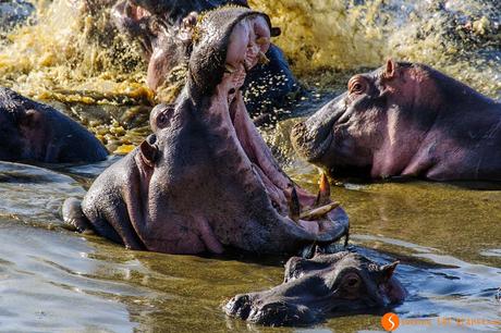 Safari nel Parco Nazionale Serengeti – Viaggio in Tanzania