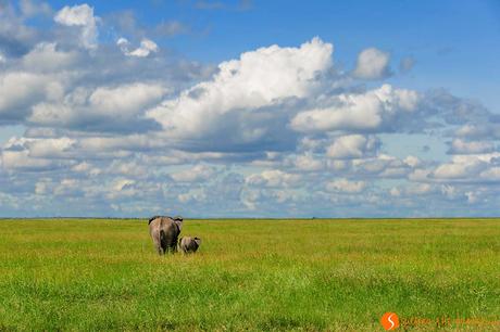 Safari nel Parco Nazionale Serengeti – Viaggio in Tanzania