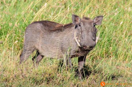 Safari nel Parco Nazionale Serengeti – Viaggio in Tanzania