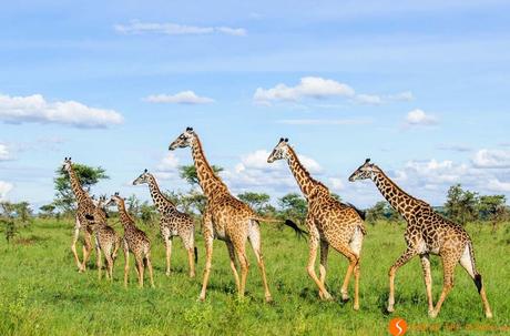 Safari nel Parco Nazionale Serengeti – Viaggio in Tanzania