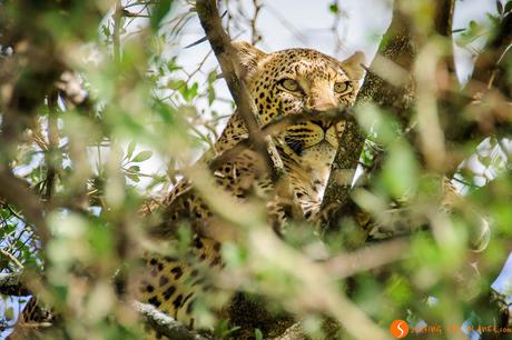 Safari nel Parco Nazionale Serengeti – Viaggio in Tanzania