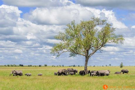 Safari nel Parco Nazionale Serengeti – Viaggio in Tanzania