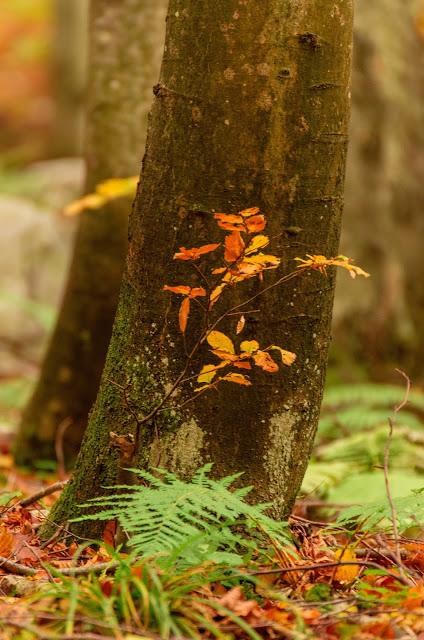 Autunno nella Valle di Uccea