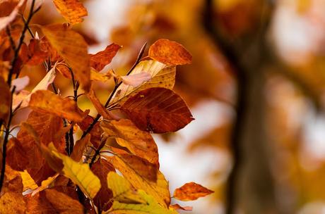 Autunno nella Valle di Uccea