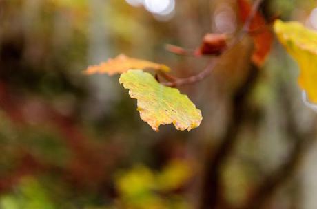 Autunno nella Valle di Uccea