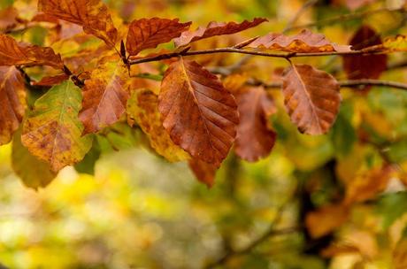 Autunno nella Valle di Uccea