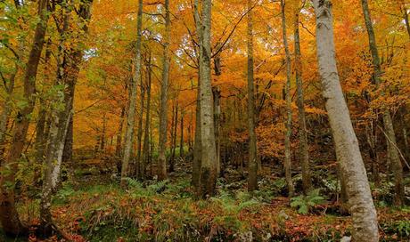 Autunno nella Valle di Uccea