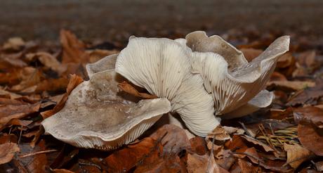https://upload.wikimedia.org/wikipedia/commons/d/d9/Gilled_mushroom_cluster_2011-12-27_05.jpg
