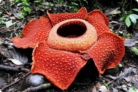 Rafflesia arnoldii 2