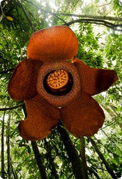 Rafflesia arnoldii 5