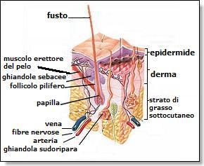 tessuto-adiposo-bruno.JPG