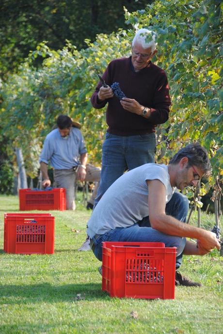 la darbia vendemmia nebbiolo 4