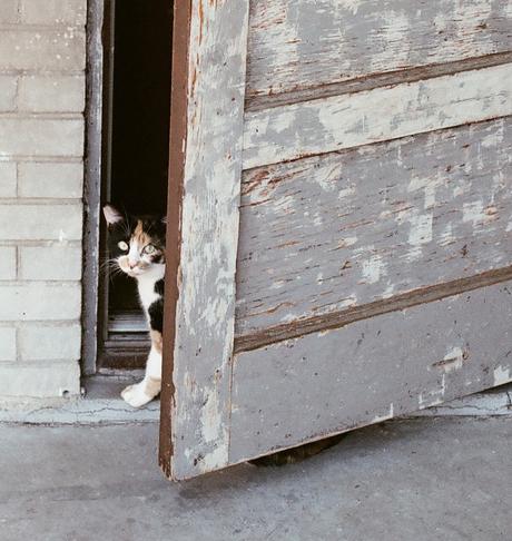 2014-10-Life-of-Pix-free-stock-photos-cat-door-entrance-look-Alexis-Doyen