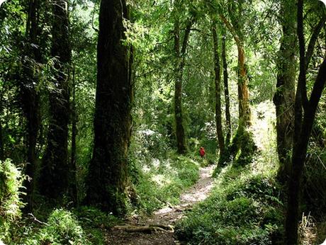 Per i suoi paesaggi Los Alerces è considerato uno dei parchi nazionali più belli dell'Argentina. Per i suoi paesaggi Los Alerces è considerato uno dei parchi nazionali più belli dell'Argentina.